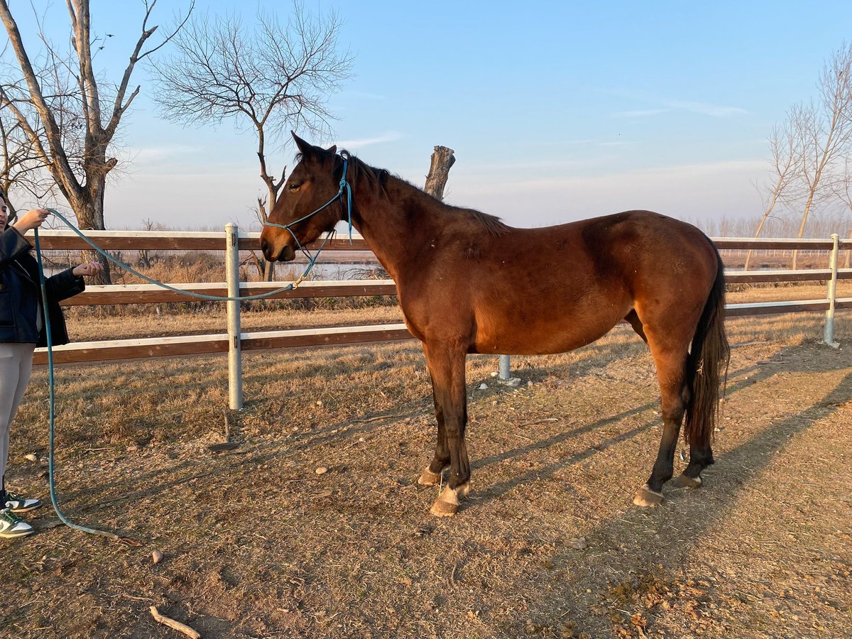 Sella Italiano Merrie 4 Jaar 168 cm Roodbruin in Verona