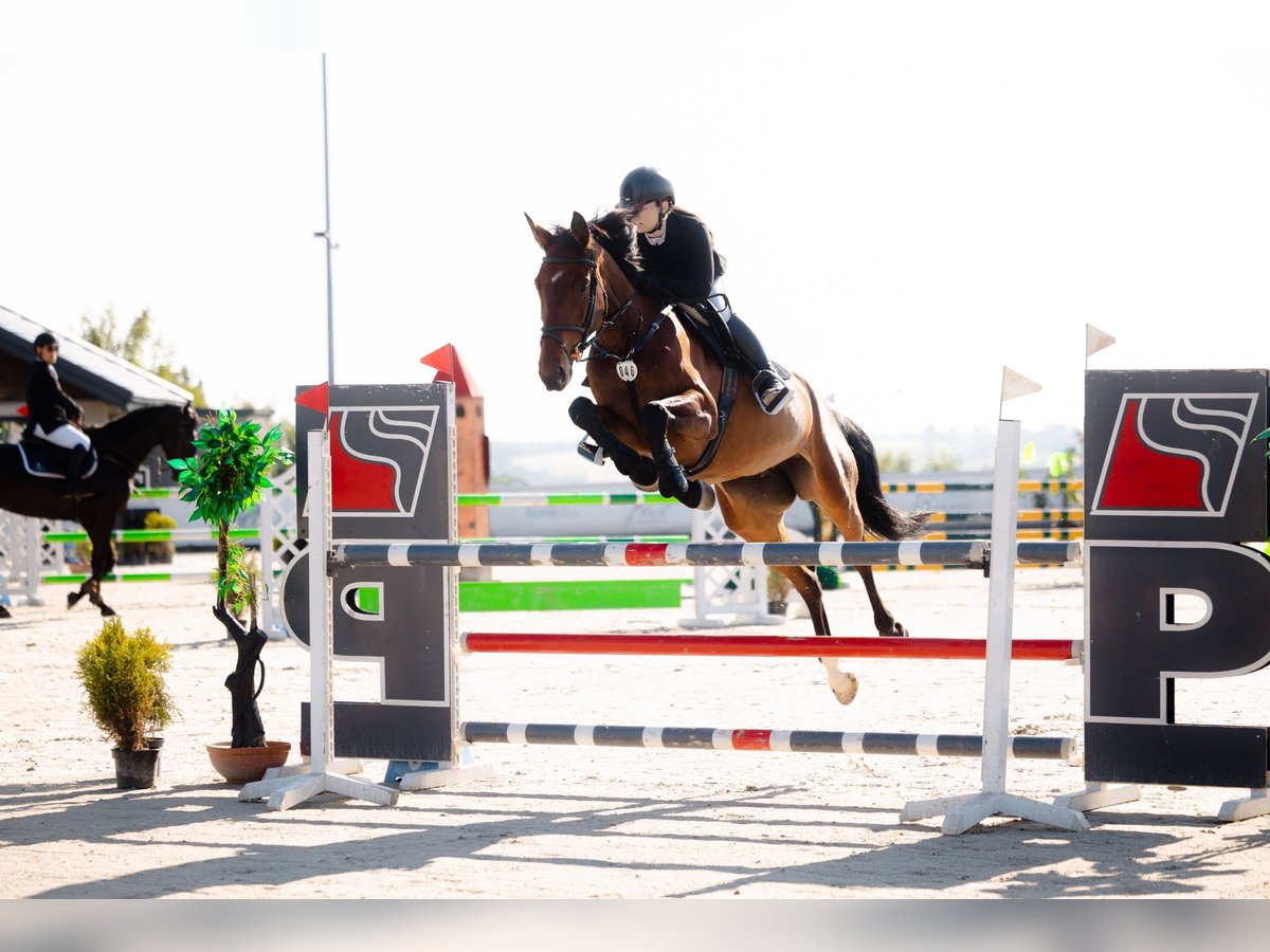 Sella Italiano Merrie 6 Jaar 168 cm Bruin in Wola Wi&#x119;c&#x142;awska
