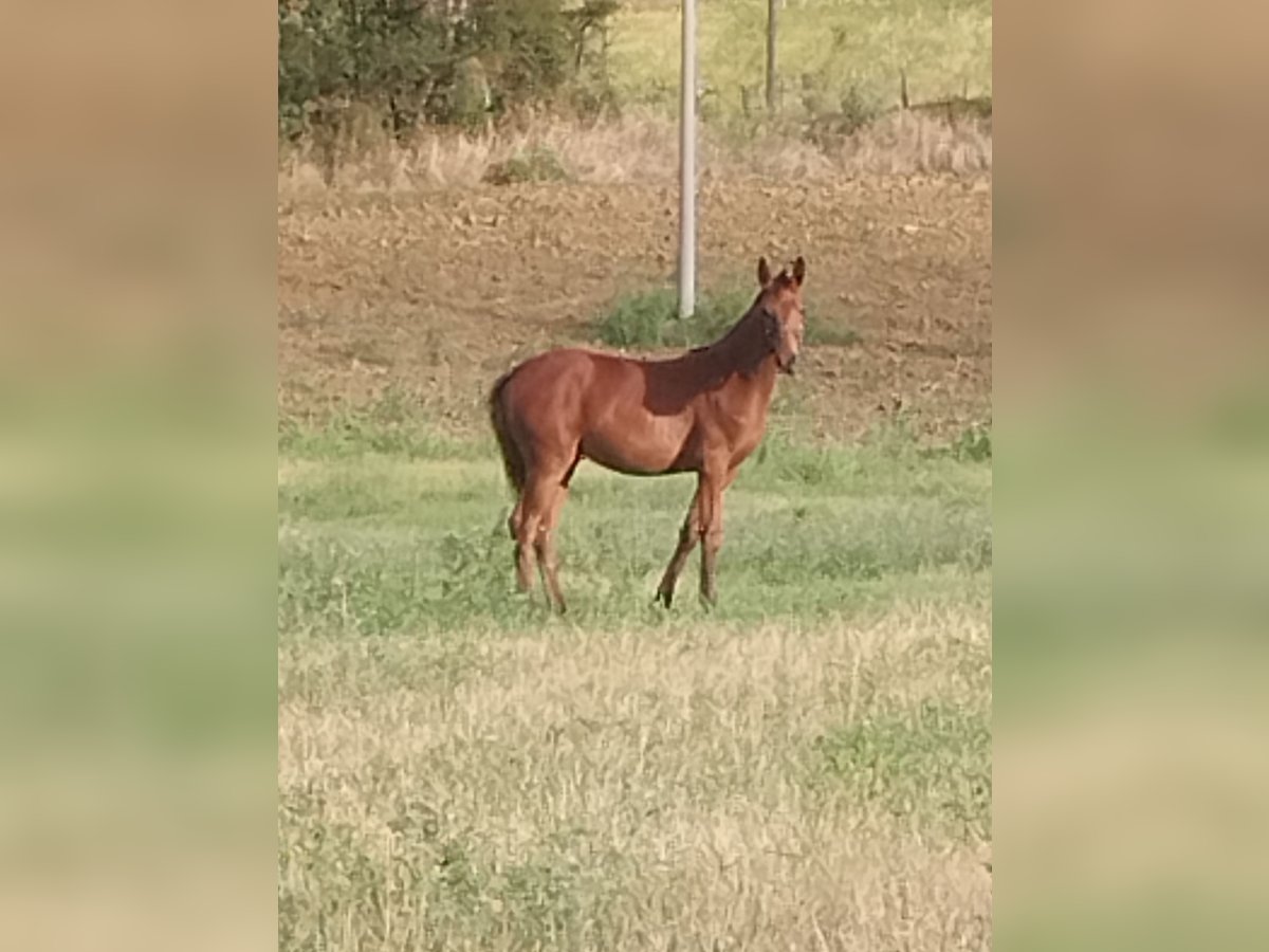 Sella Italiano Merrie veulen (04/2024) Donkere-vos in Tolentino