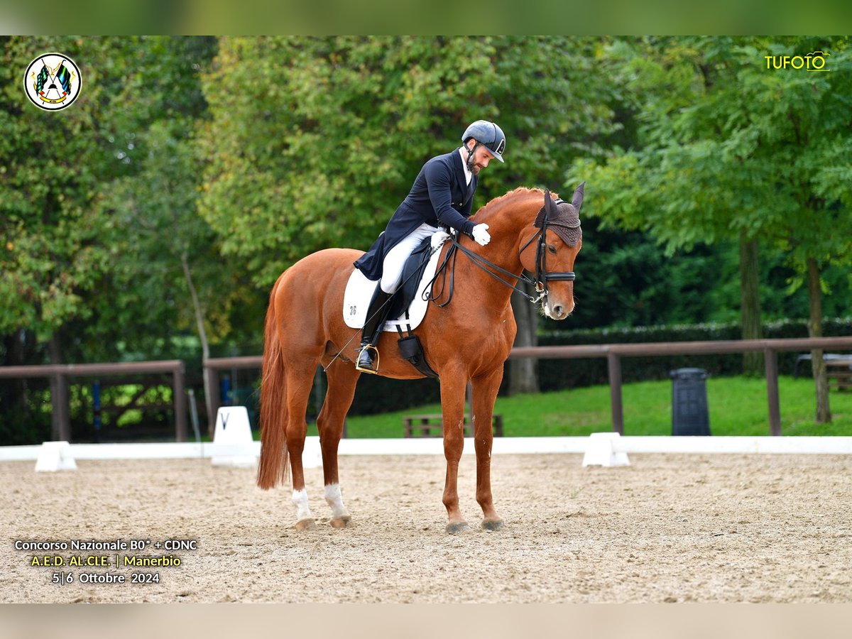 Sella Italiano Ogier 16 lat 170 cm Kasztanowata in Triuggio