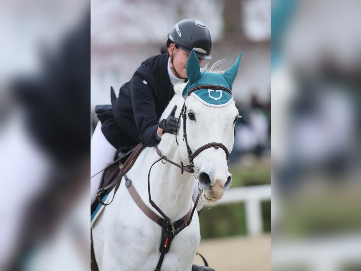 Sella Italiano Ruin 11 Jaar 171 cm Schimmel in SIENA