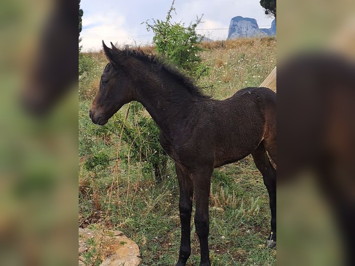 Sella Italiano Stallion  Bay-Dark in Corleone