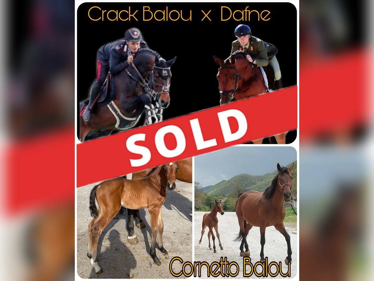 Sella Italiano Stallion Brown in Borgo Pace Sella Italiano Stallion Brown in Borgo Pace