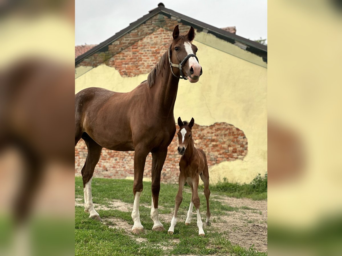 Sella Italiano Stallion Foal (06/2024) Brown in Sant&#8217;Angelo Lodigiano