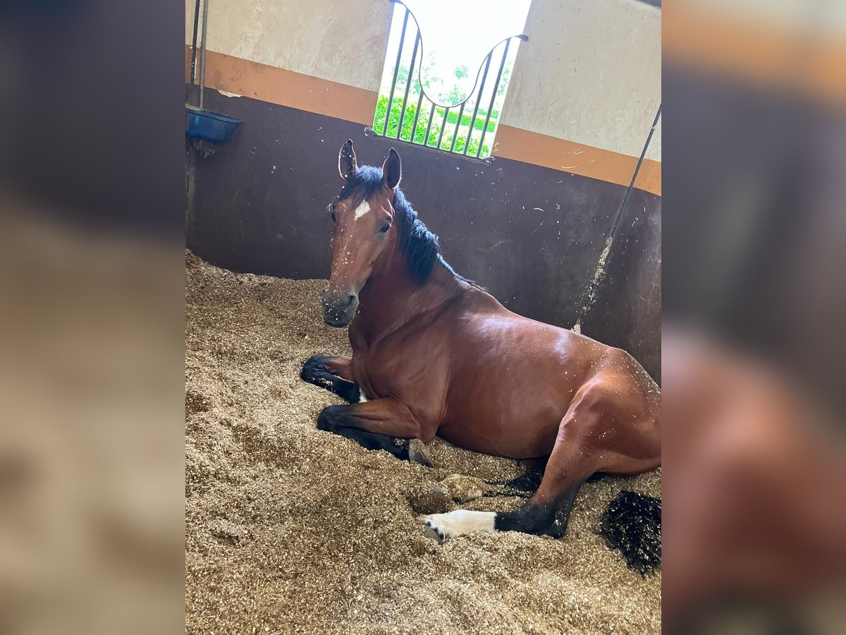 Sella Italiano Stallone 7 Anni 170 cm Baio in Rivolta D&#x27;Adda