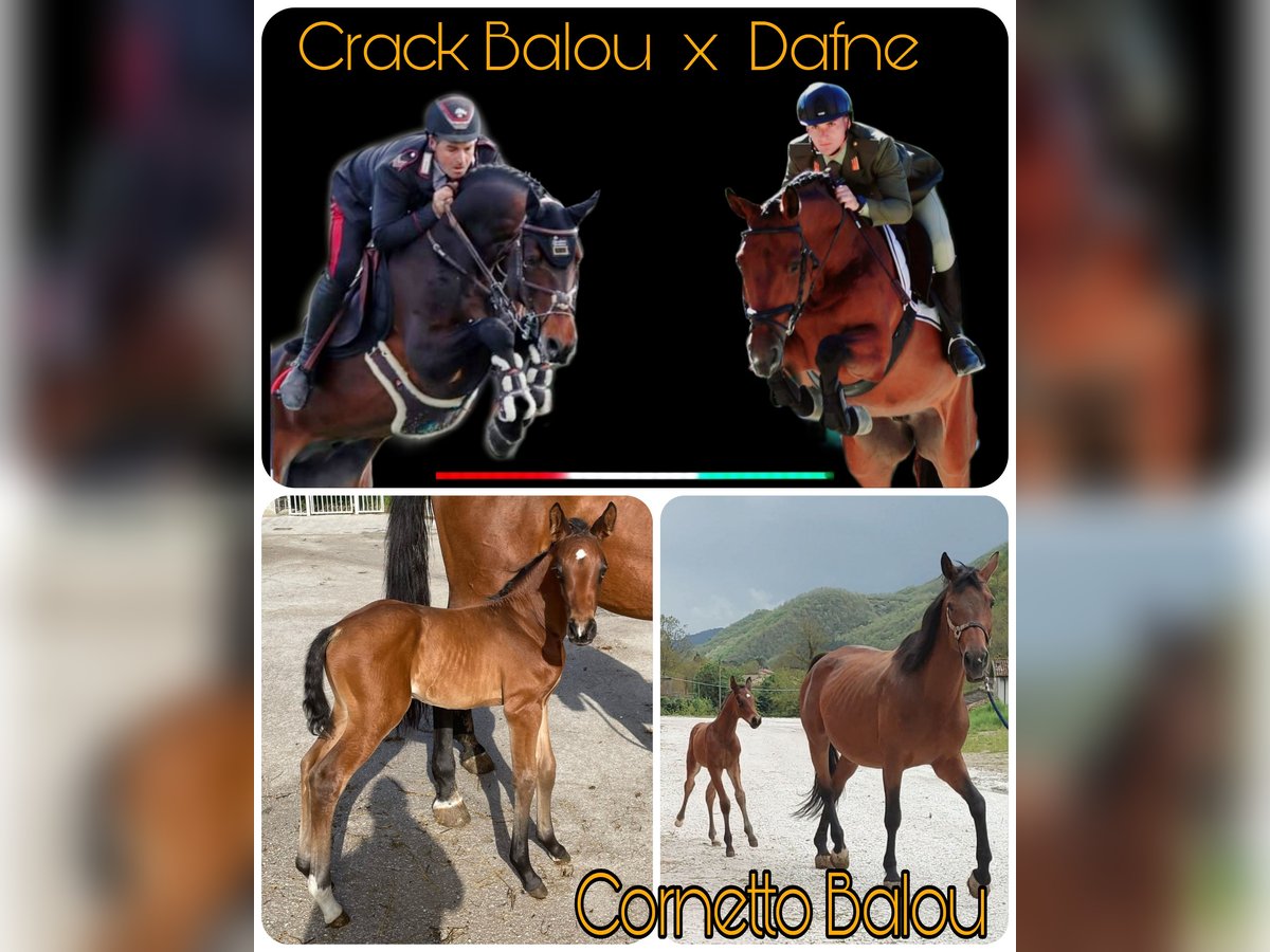 Sella Italiano Stallone Baio in Borgo Pace Sella Italiano Stallone Baio in Borgo Pace