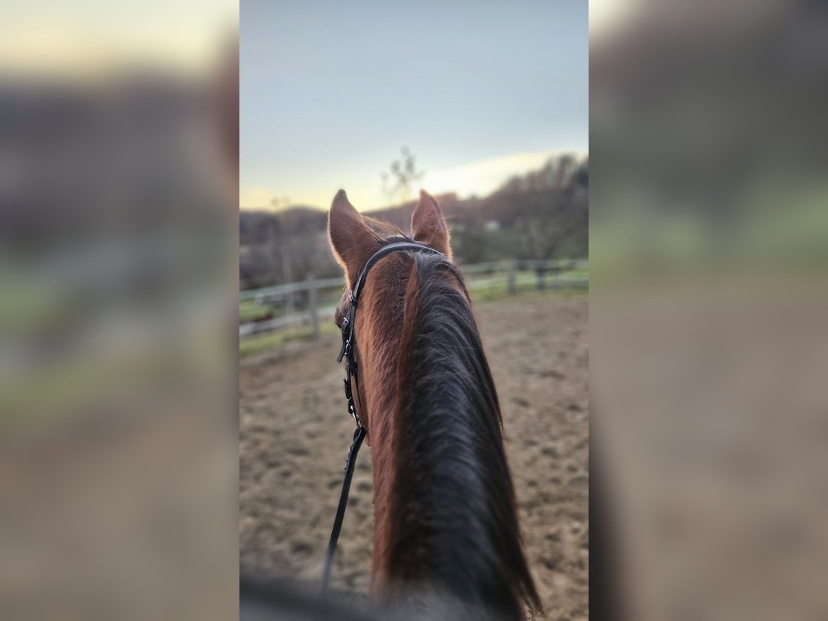 Sella Italiano Sto 18 år 160 cm Brun in Gleisdorf