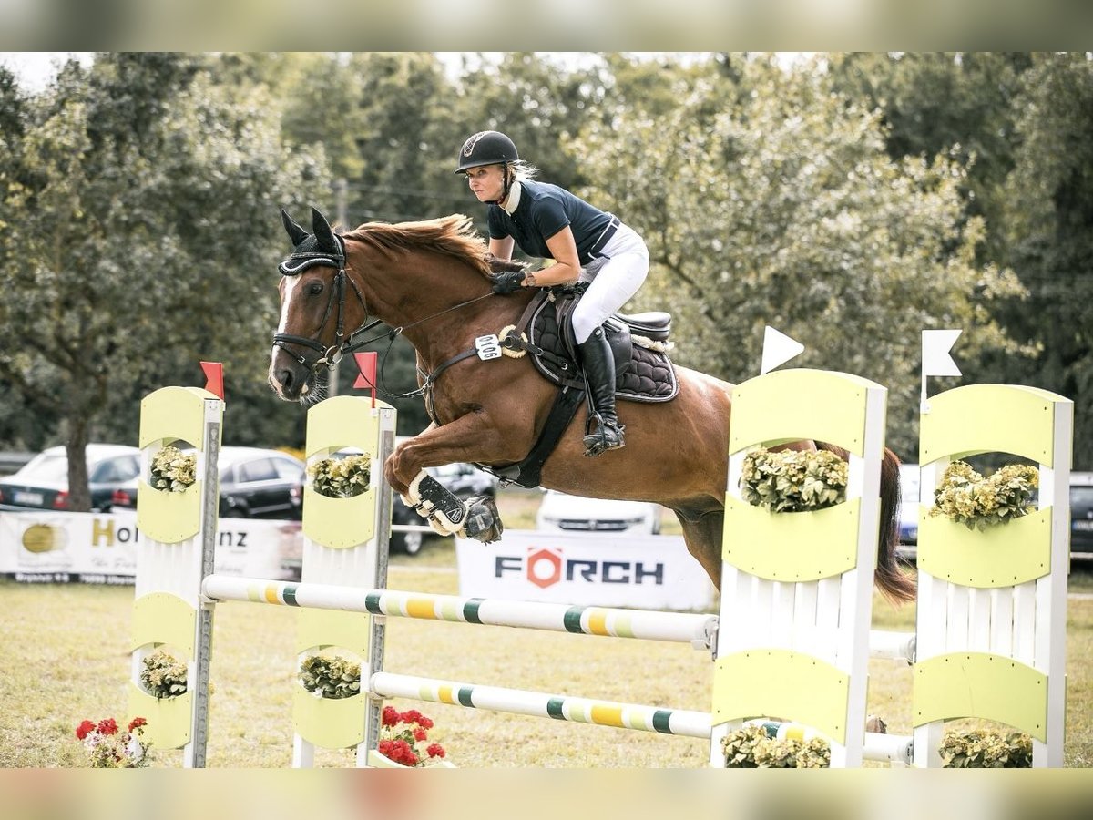 Sella Italiano Wałach 8 lat 166 cm Kasztanowata in Donaueschingen