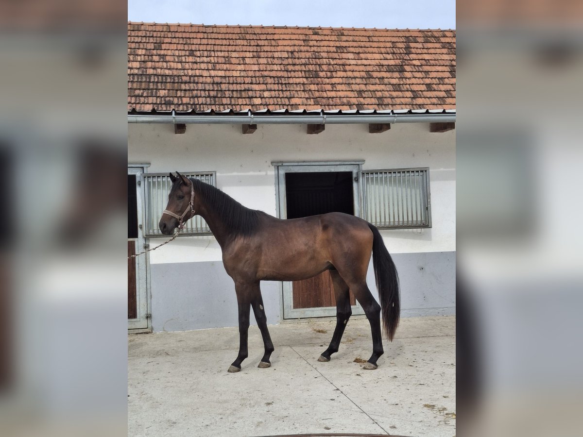 Selle autrichien Étalon 2 Ans 170 cm Bai brun foncé in Bad Radkersburg