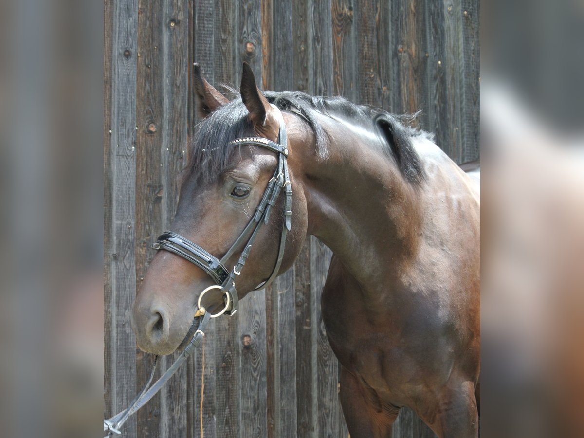 Selle autrichien Étalon 3 Ans 174 cm Bai in Groß Siegharts