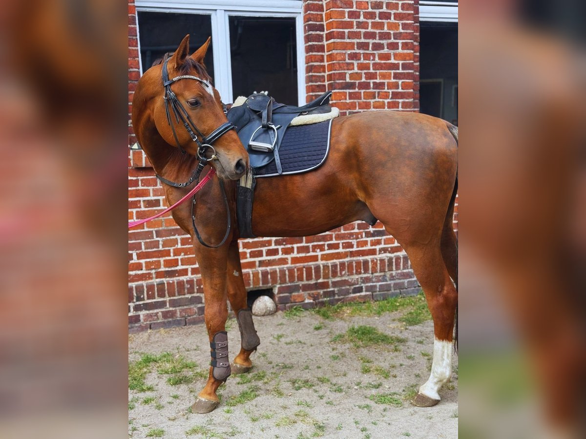 Selle autrichien Étalon 4 Ans 165 cm Roan-Bay in Krasiejów