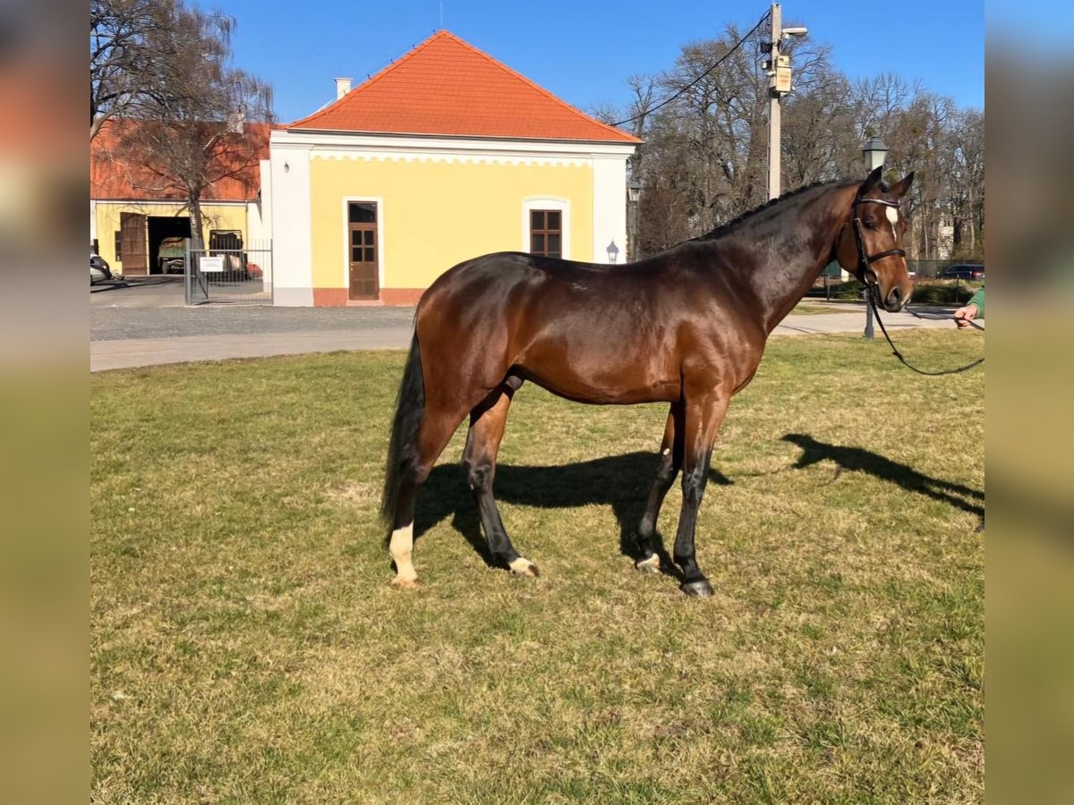 Selle autrichien Étalon 6 Ans 167 cm Bai in St. Stefan im Rosental