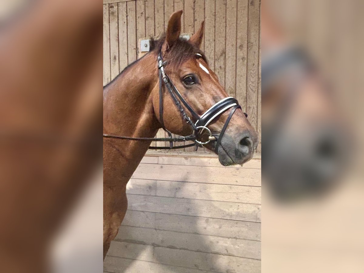 Selle autrichien Hongre 12 Ans 170 cm Bai clair in Pelmberg