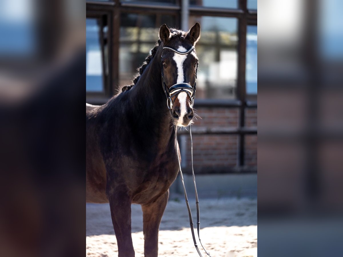 Selle autrichien Hongre 17 Ans 173 cm Bai brun in Heidesheim am Rhein