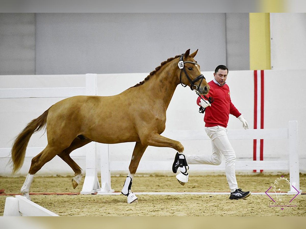 Selle autrichien Hongre 4 Ans 166 cm Alezan in St Marein bei Graz