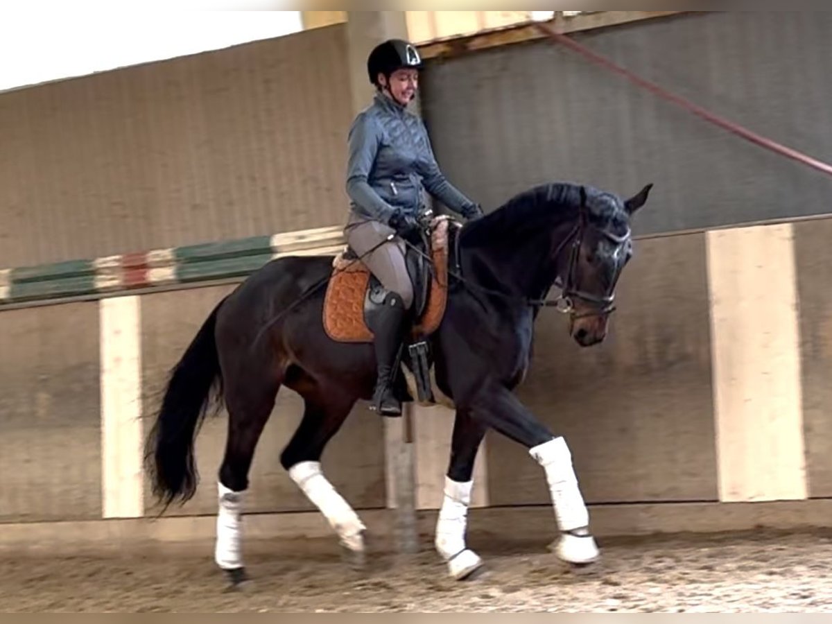 Selle autrichien Hongre 4 Ans 168 cm Bai brun in Wien, LeopoldstadtWien