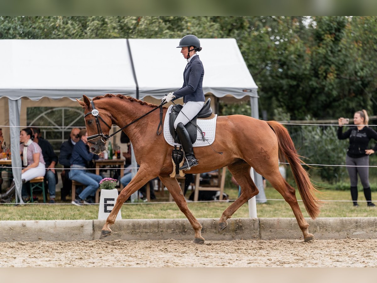 Selle autrichien Hongre 4 Ans 169 cm Alezan in Gleisdorf