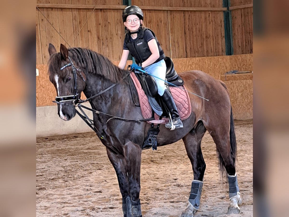 Selle autrichien Croisé Hongre 5 Ans 159 cm Alezan brûlé in Schwarzenau