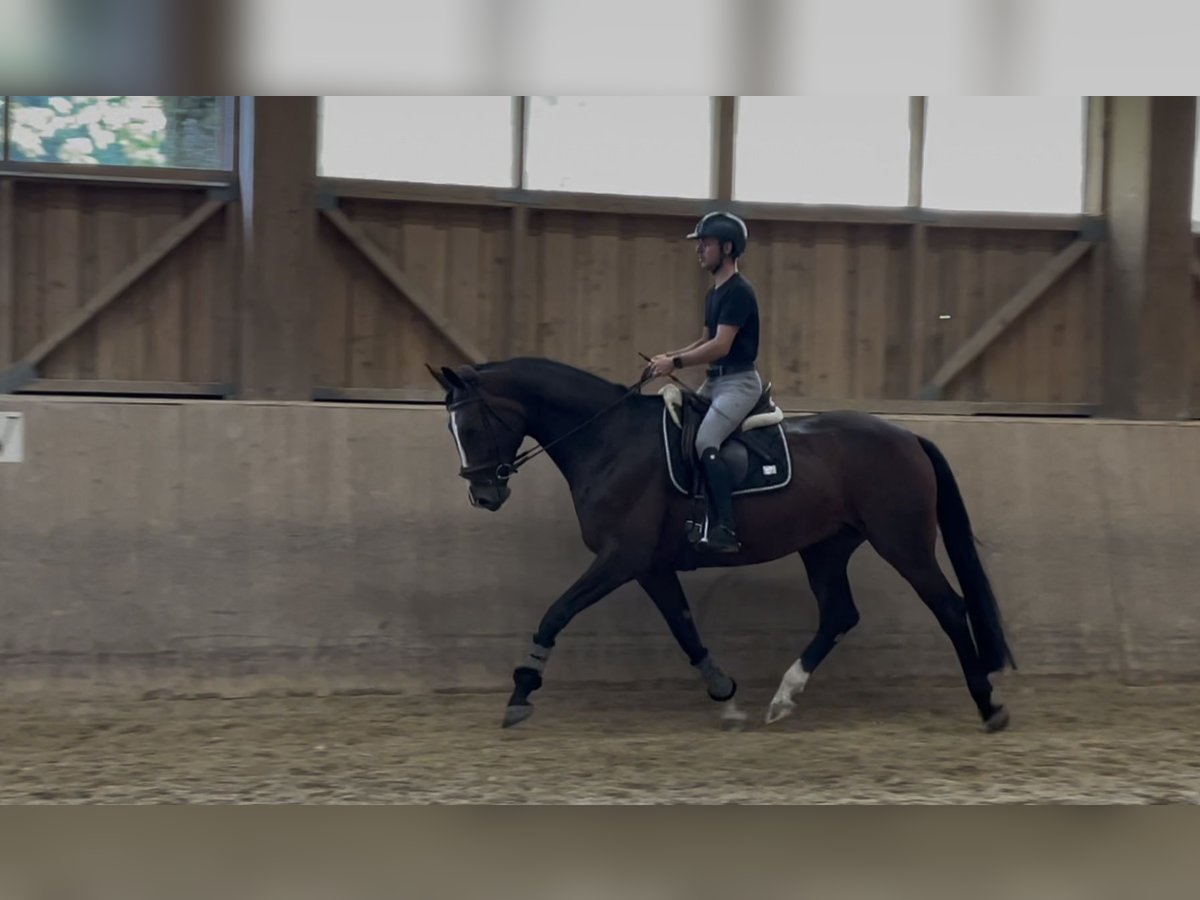 Selle autrichien Hongre 5 Ans 170 cm Bai in Mehrnbach