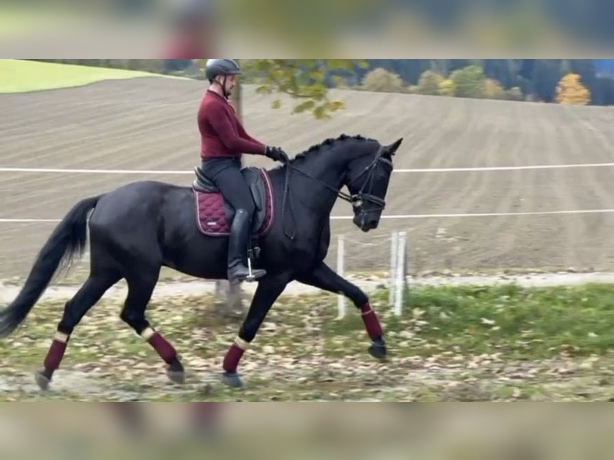 Selle autrichien Hongre 5 Ans 173 cm Noir in Bad Kleinkirchheim
