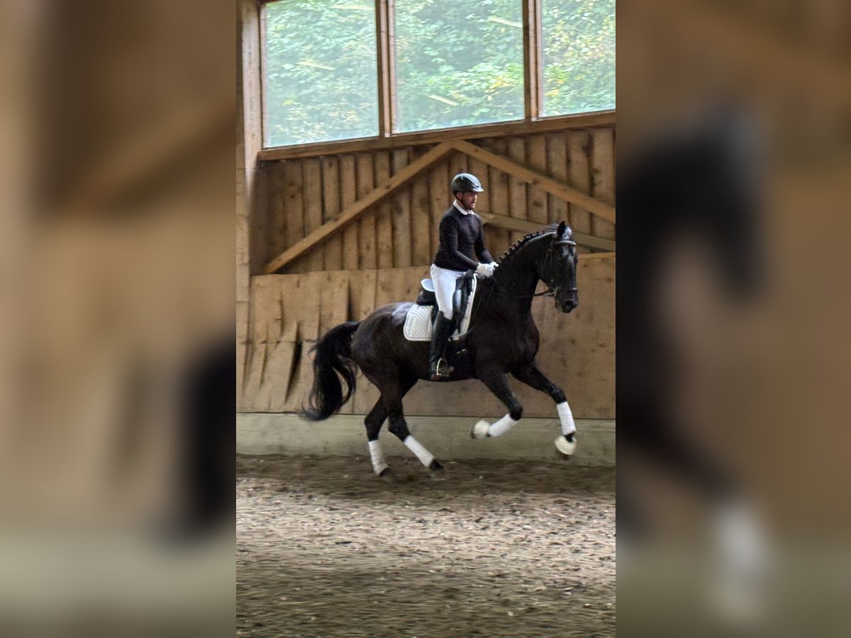 Selle autrichien Hongre 5 Ans 173 cm Noir in Bad Kleinkirchheim