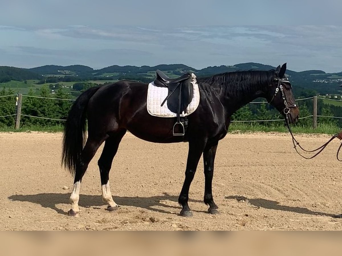 Selle autrichien Jument 10 Ans 168 cm Bai brun in St.Thomas