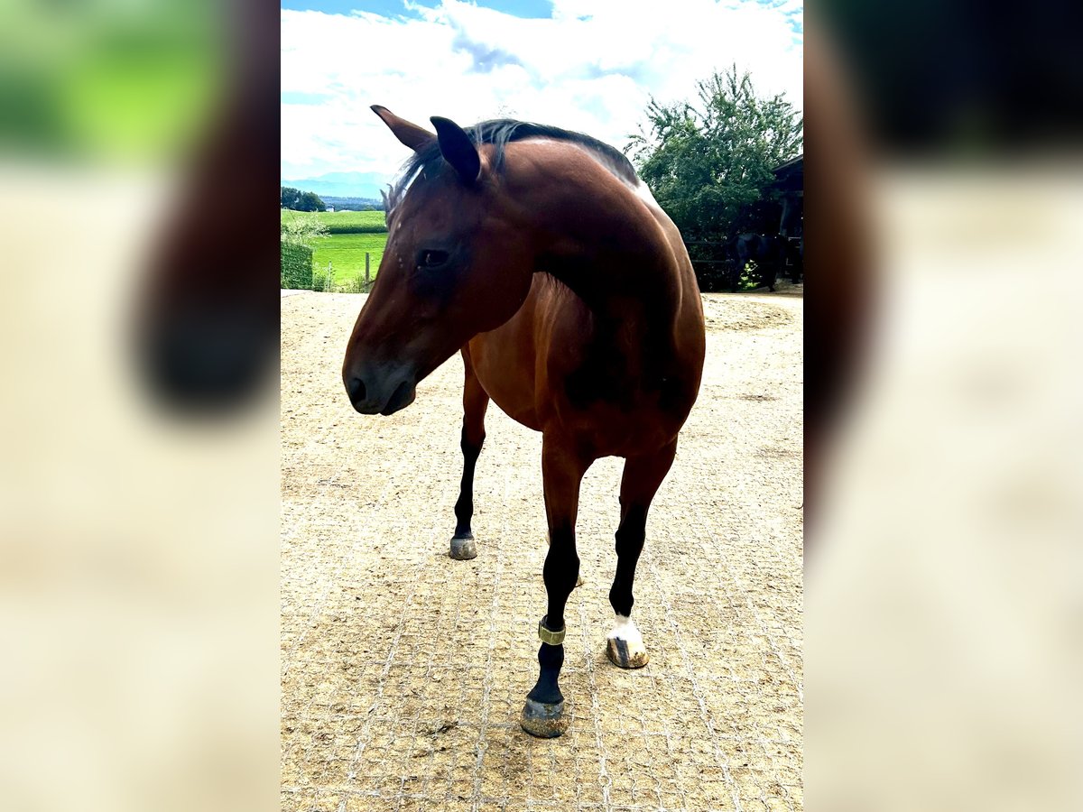 Selle autrichien Jument 11 Ans 160 cm Bai in Manning