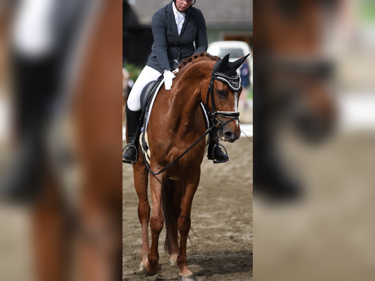 Selle autrichien Jument 12 Ans 173 cm Alezan in Sachendorf