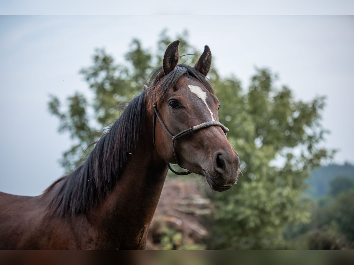 Selle autrichien Jument 2 Ans 168 cm Bai in Manning