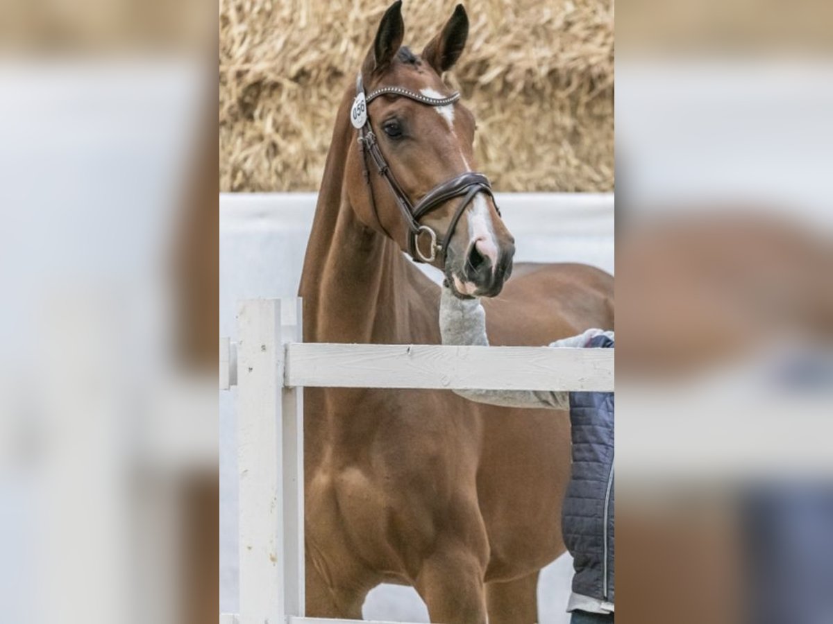 Selle autrichien Jument 3 Ans 165 cm Bai in Braunau