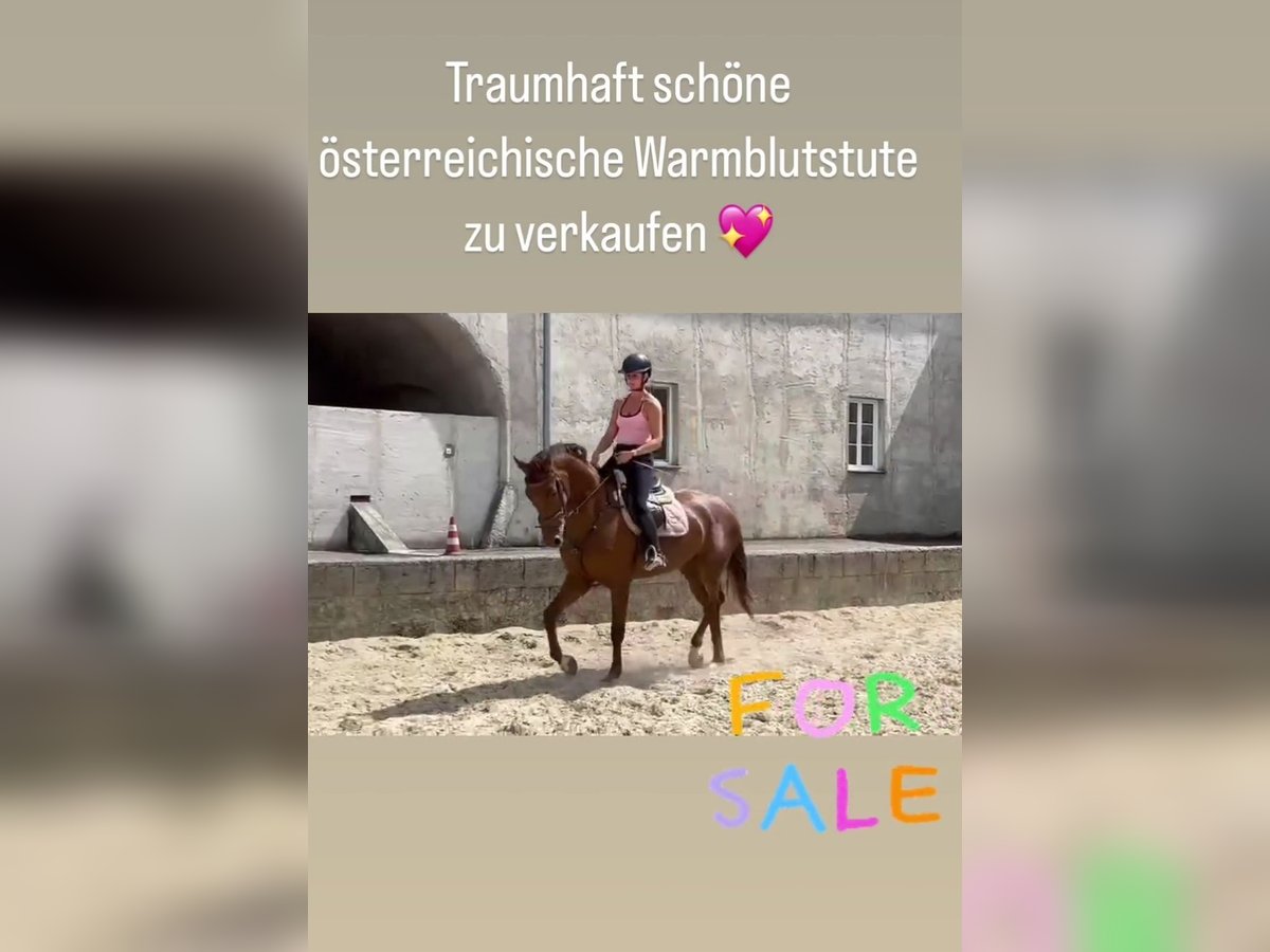 Selle autrichien Jument 4 Ans 170 cm Alezan brûlé in Waldhausen