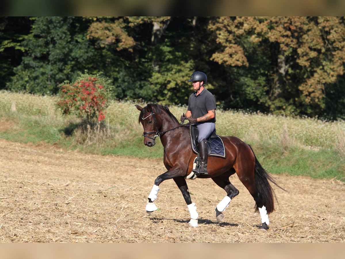 Selle autrichien Jument 5 Ans 165 cm Bai in St Marein bei Graz