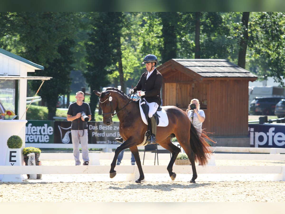 Selle autrichien Jument 6 Ans 167 cm Bai in St Marein bei Graz