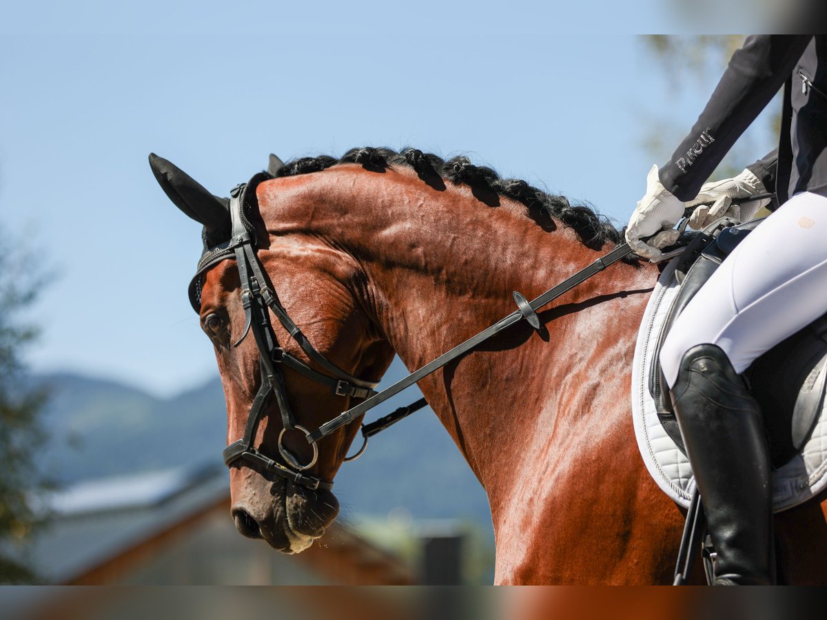 Selle autrichien Jument 7 Ans 165 cm Bai in Altenmarkt