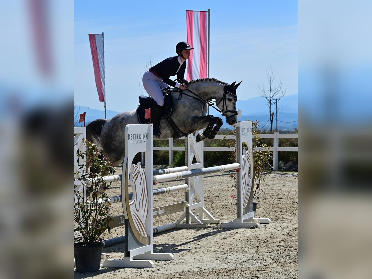 Selle autrichien Jument 8 Ans 165 cm Gris in Graz,12.Bez.:Andritz