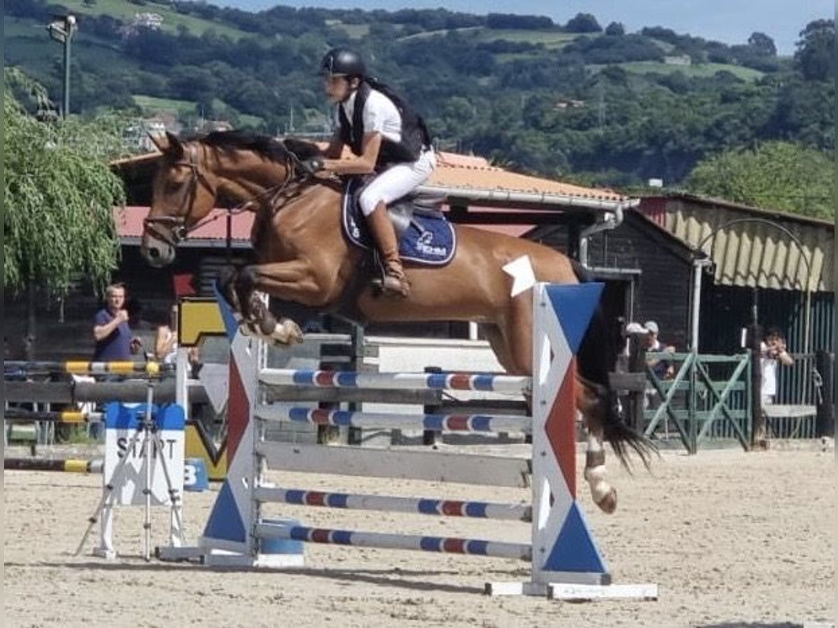 Selle Français Castrone 10 Anni 165 cm Baio in Finca San Blas, San Martín De la Vega Madrid