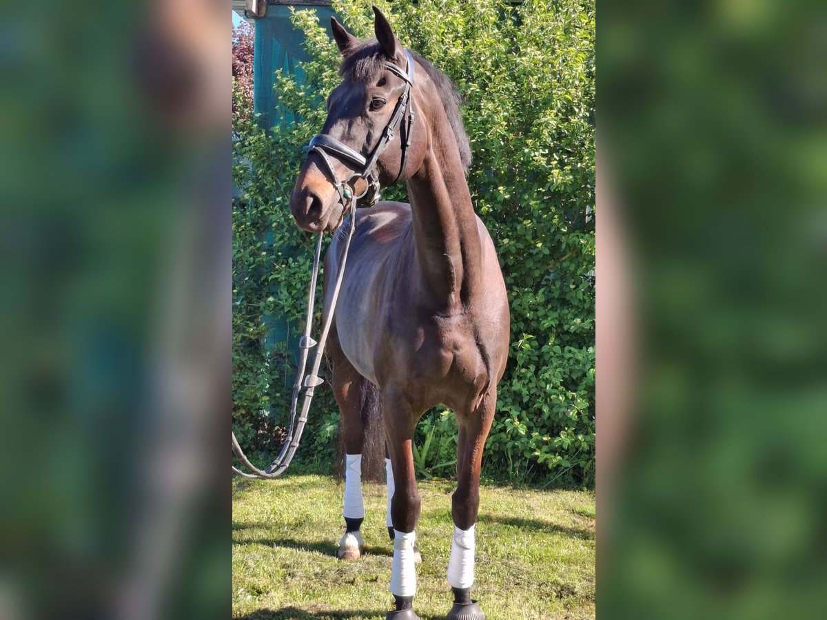 Selle Français Castrone 10 Anni 172 cm Baio scuro in Angers