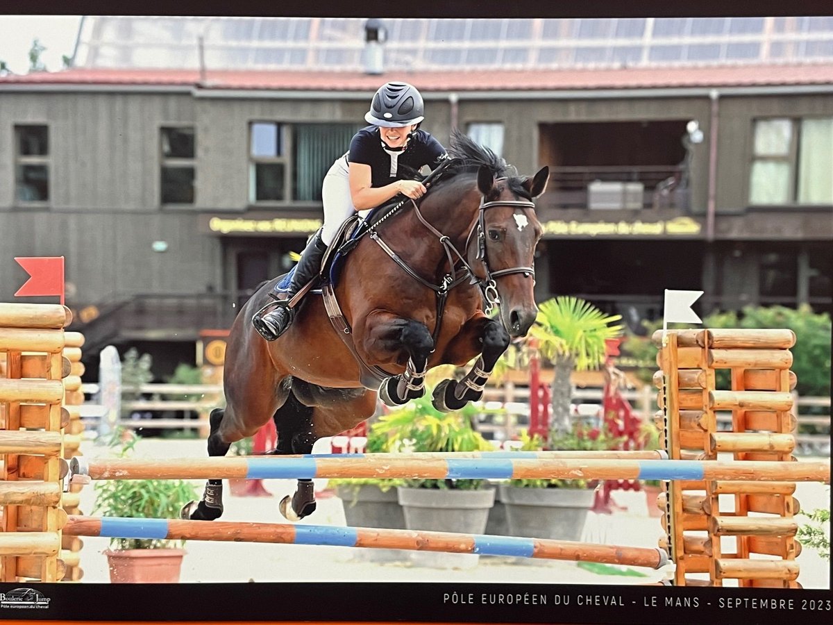 Selle Français Castrone 11 Anni 167 cm Baio scuro in Chartres