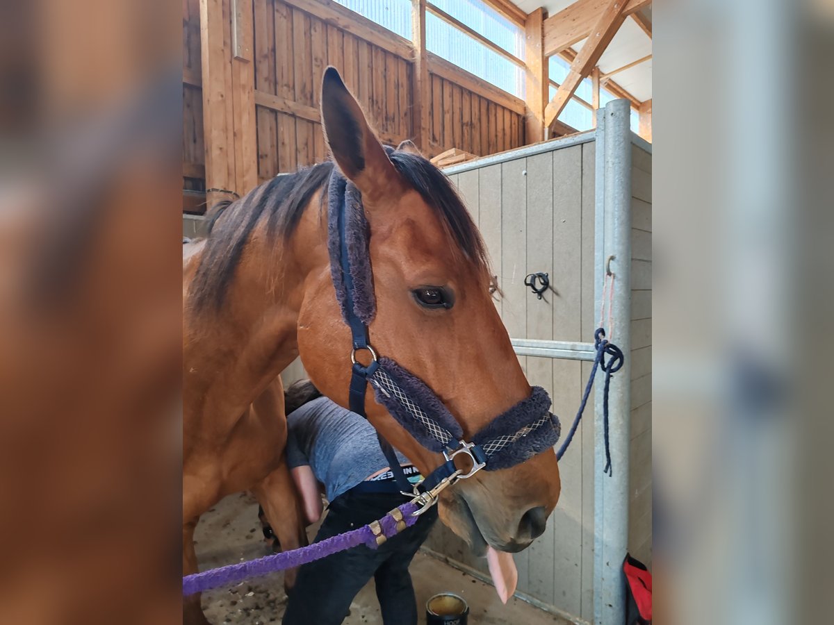 Selle Français Castrone 11 Anni 175 cm Baio in Salon-de-Provence