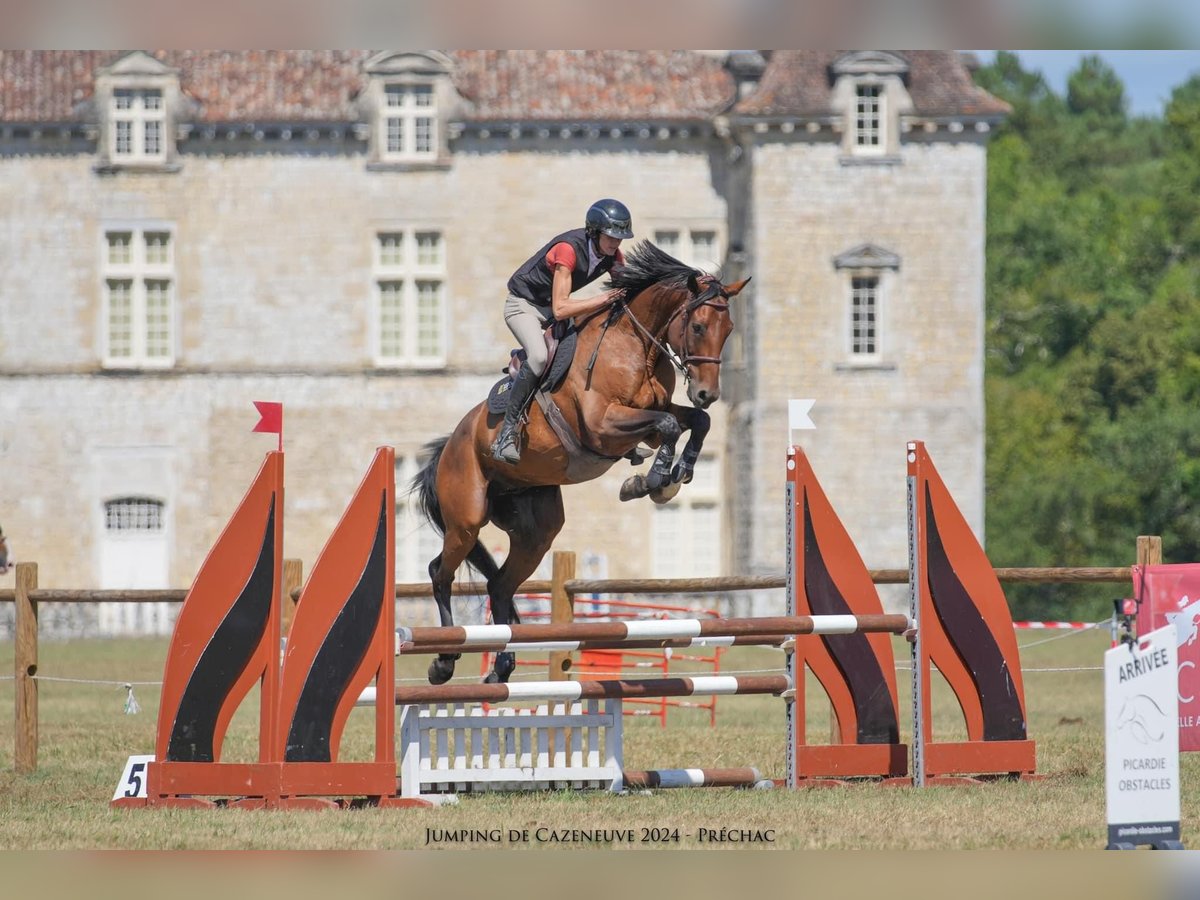 Selle Français Castrone 12 Anni 163 cm Baio nero in Saint-Pardoux-du-Breuil