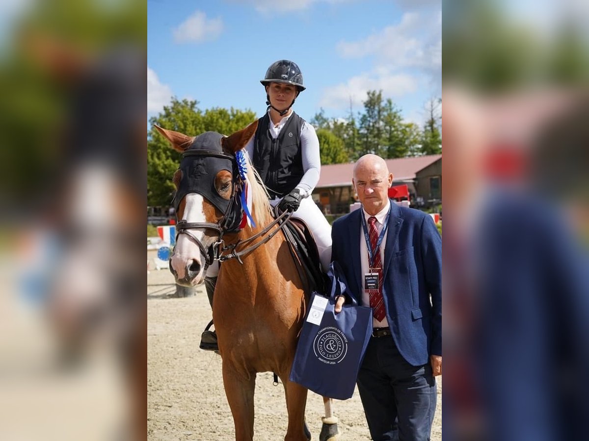 Selle Français Castrone 13 Anni 167 cm Sauro in Valence