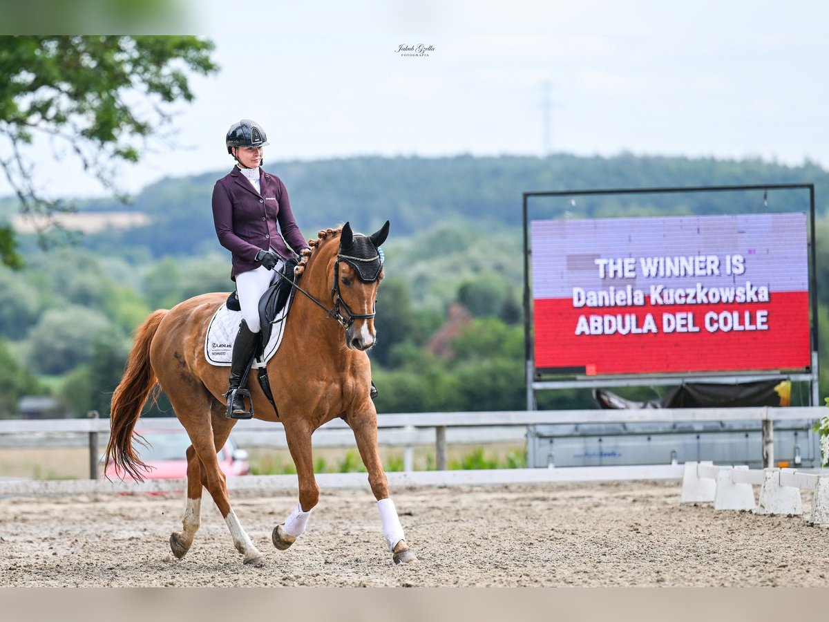 Selle Français Castrone 14 Anni 167 cm Baio in Sopot