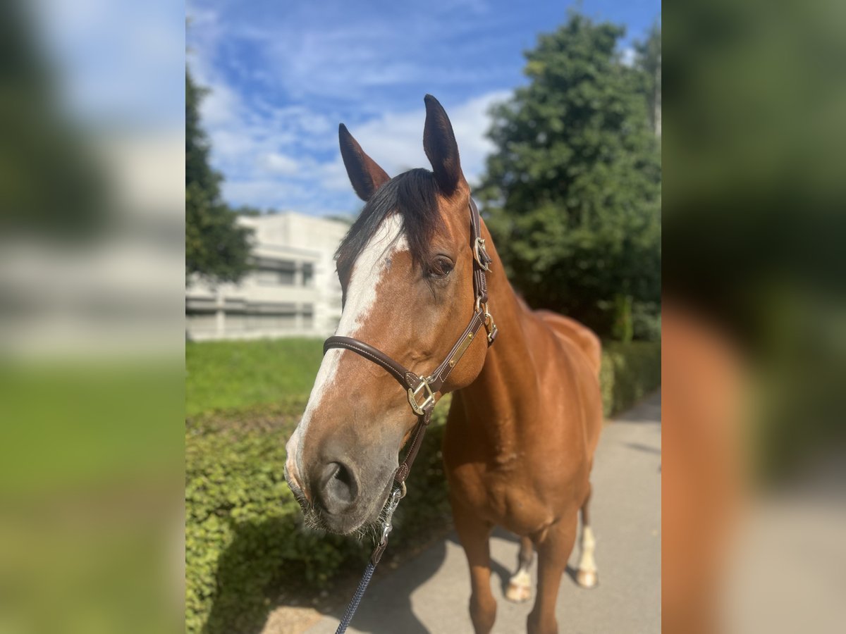 Selle Français Castrone 14 Anni 170 cm Baio in Dietikon