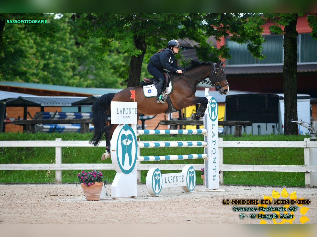 Selle Français Castrone 15 Anni 167 cm Baio scuro in MILANO