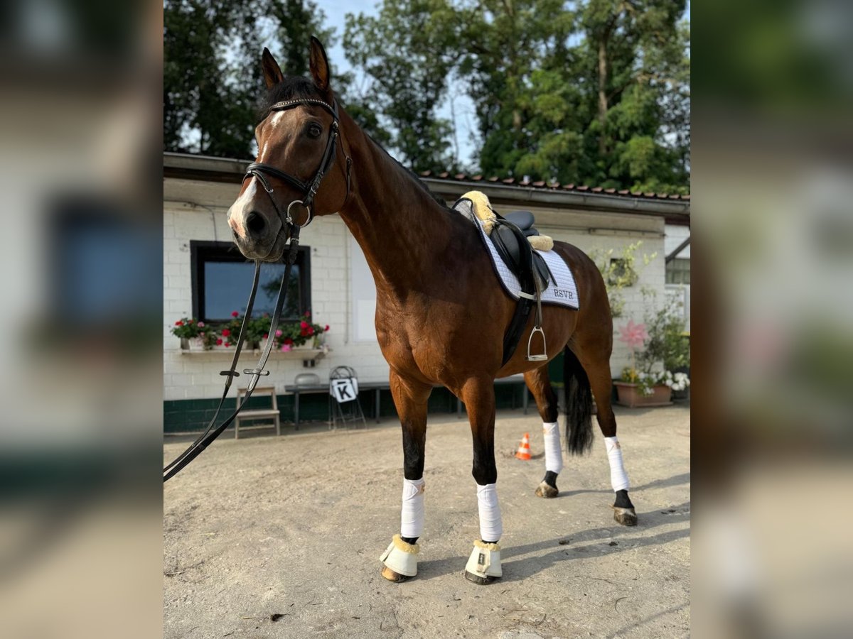 Selle Français Castrone 18 Anni 169 cm Baio in Rüsselsheim