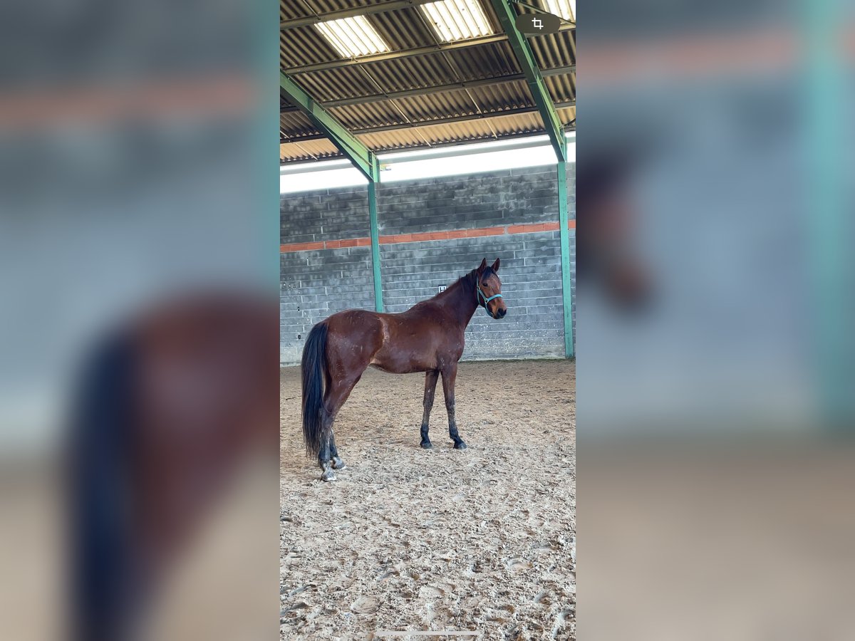 Selle Français Castrone 2 Anni 160 cm Baio in Vacquiers