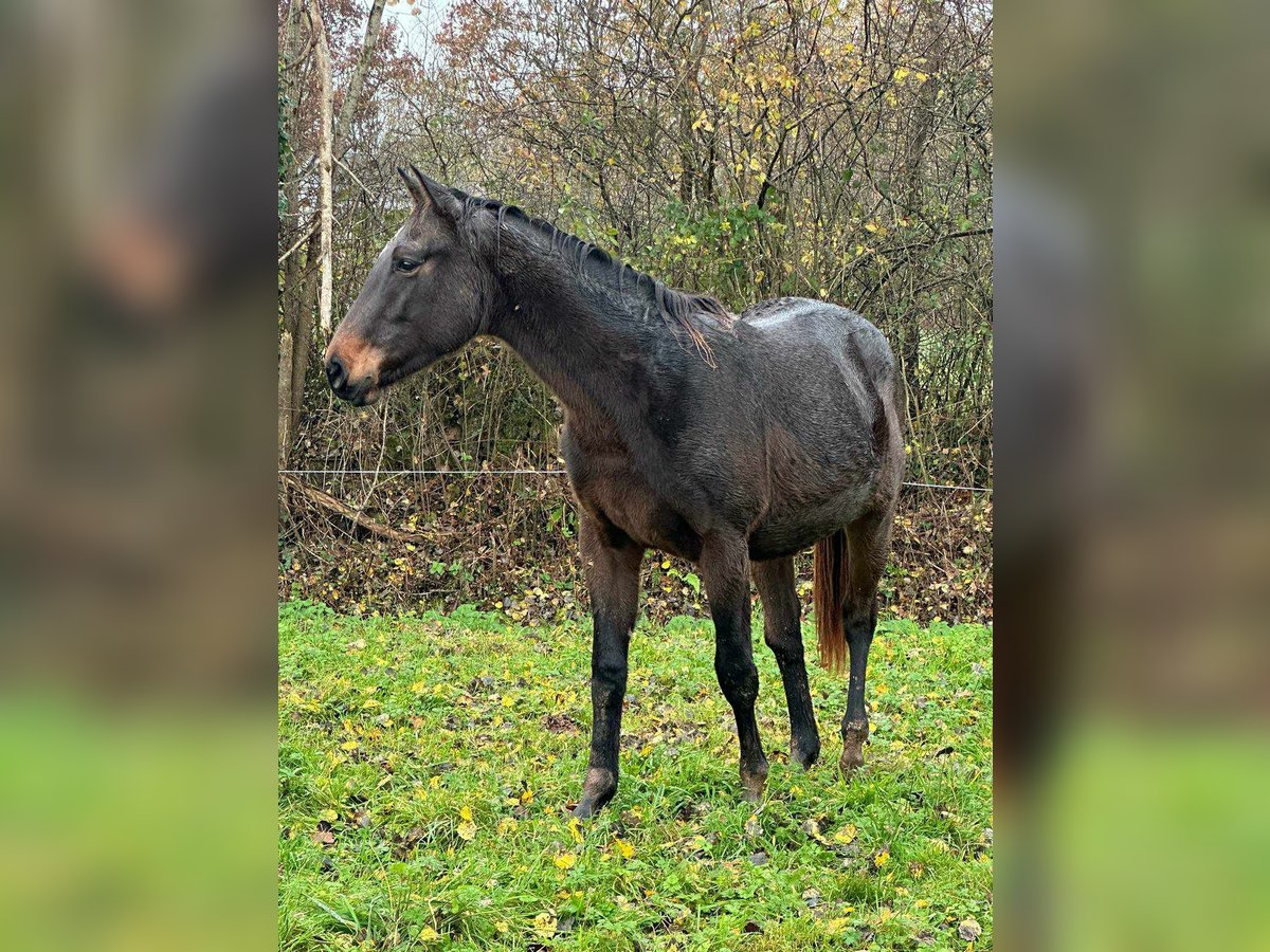 Selle Français Castrone 2 Anni 165 cm Baio nero in THEREVAL