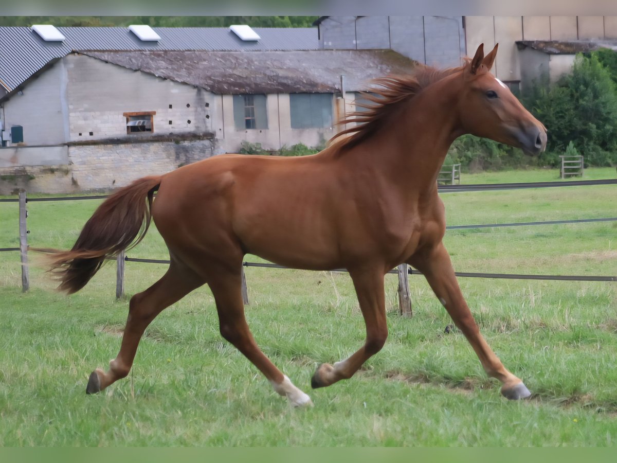 Selle Français Castrone 2 Anni 173 cm Sauro scuro in velars sur ouche