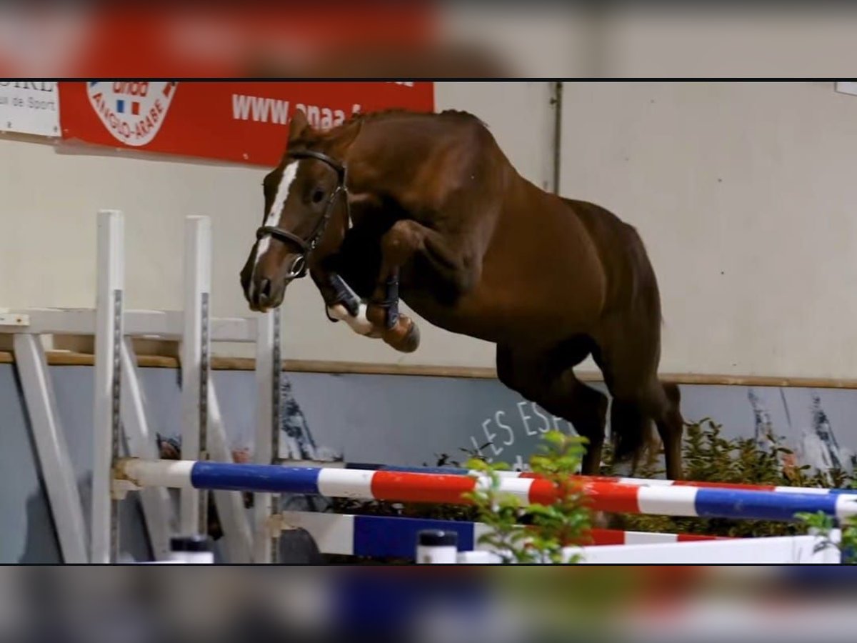 Selle Français Castrone 3 Anni 166 cm Sauro scuro in champagny sous uxelles