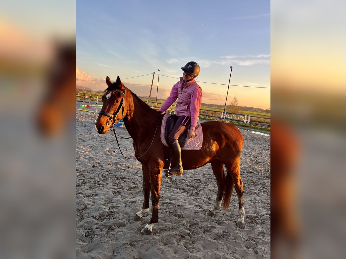 Selle Français Castrone 3 Anni 170 cm Baio in Coudekerque Village